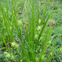 Carex grayi